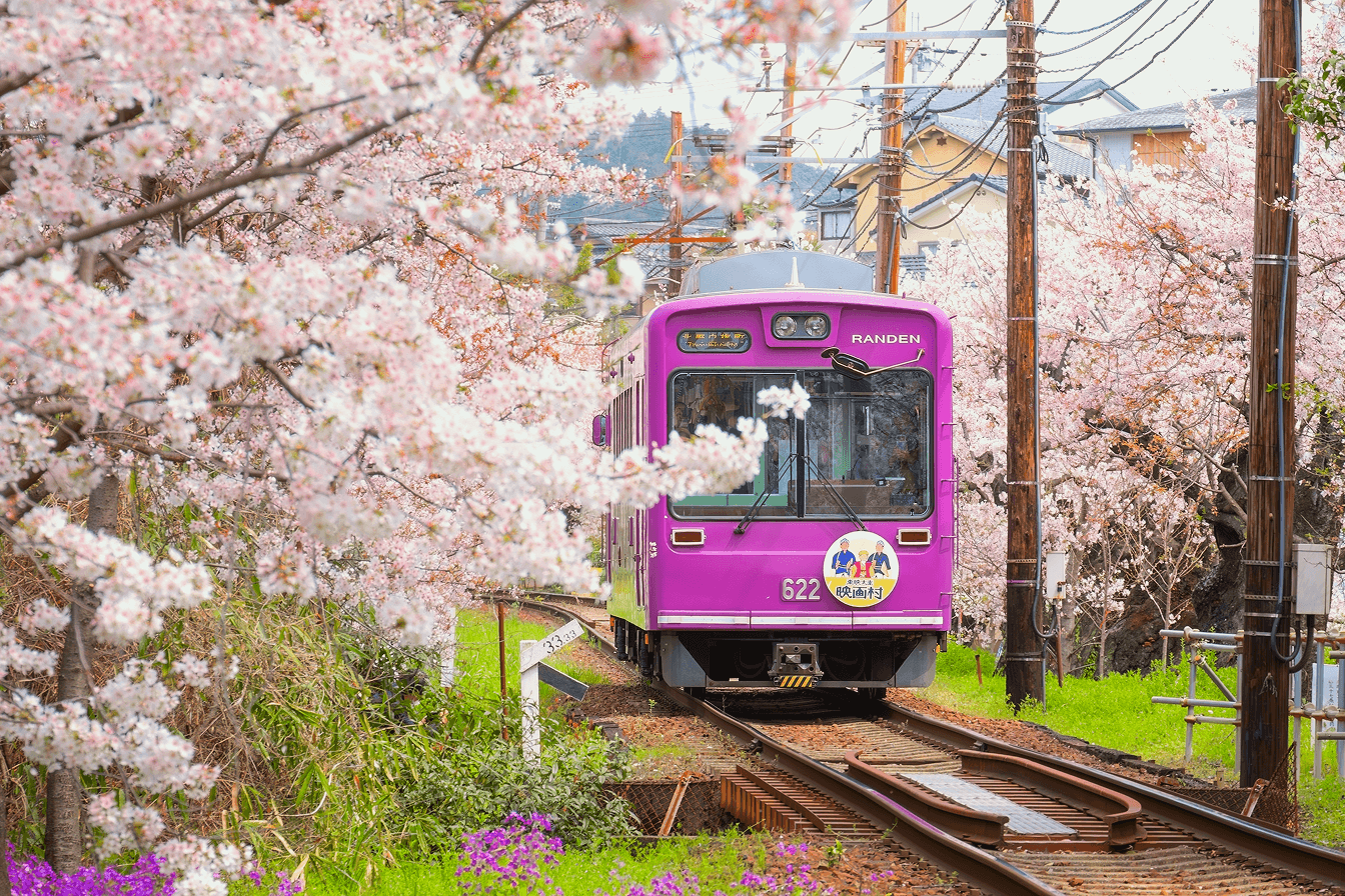 On Sakura